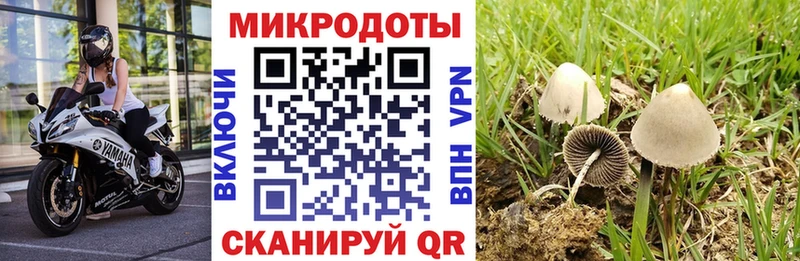 OMG   Жуков  Псилоцибиновые грибы Cubensis 